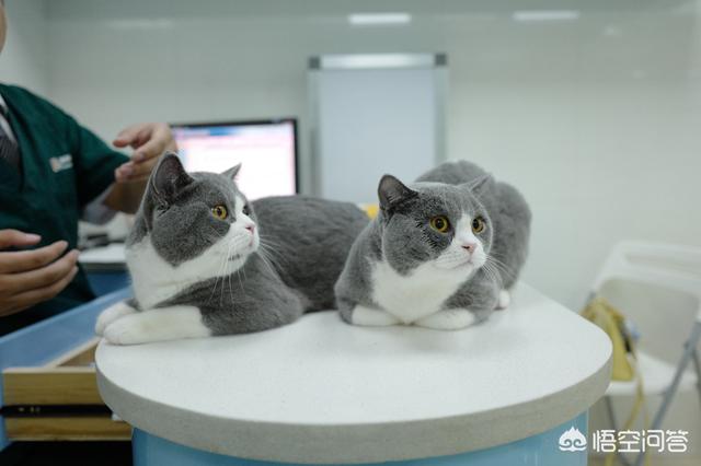 猫咪绝育:你们家没做绝育的猫过的怎么样？