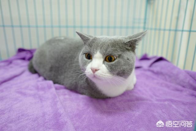 猫咪绝育:你们家没做绝育的猫过的怎么样？