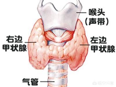 甲状腺常发疾病,甲状腺常见的疾病有哪些