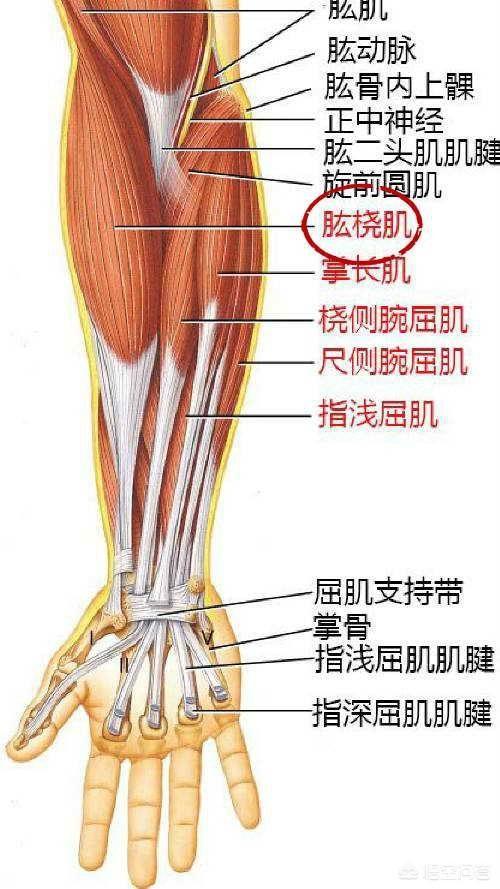 手臂上的肌腱分布图图片