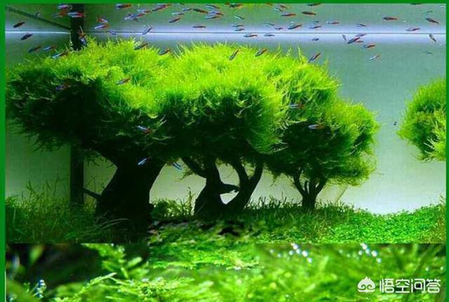 小鱼缸造景:成品鱼缸（森森，闽江）怎么造景比较好，不需要很复杂？