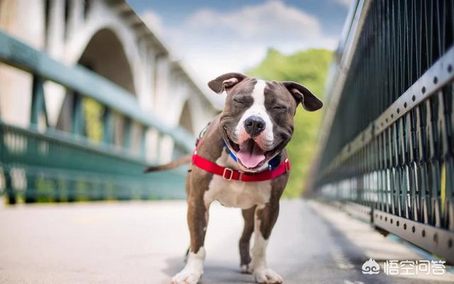 狗狗卖娃:如何评价地下宠物场病狗当名犬卖？ 狗狗买衣服买酒