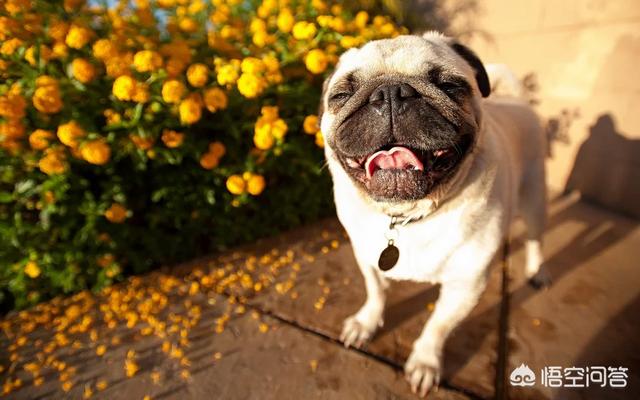 狗狗卖娃:如何评价地下宠物场病狗当名犬卖？ 狗狗买衣服买酒