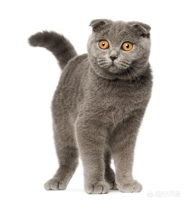 隔着衣服被猫抓伤出血要打针吗:隔着衣服被猫抓伤出血要打针吗猫咖 被猫抓出血了，打不打疫苗？