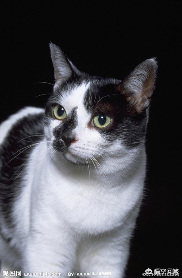 隔着衣服被猫抓伤出血要打针吗:隔着衣服被猫抓伤出血要打针吗猫咖 被猫抓出血了，打不打疫苗？