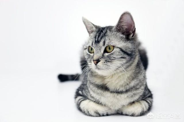 品种猫:品种猫到底是什么意思？有哪些猫是品种猫？