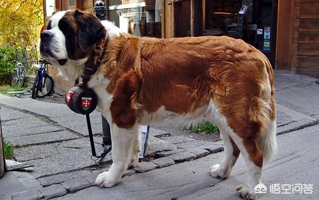 圣伯纳德犬还有多少只:世界上作为搜救犬的狗狗有哪些？