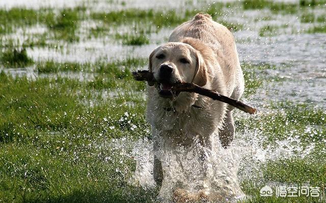 圣伯纳德犬还有多少只:世界上作为搜救犬的狗狗有哪些？ 圣伯纳德犬什么时候能长大