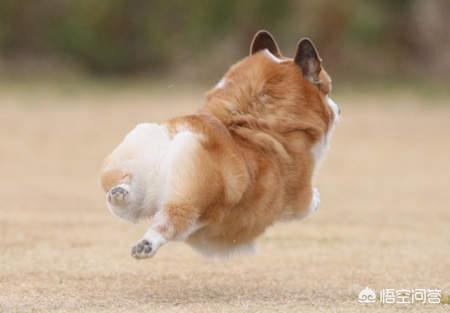 柯基犬怎么训练去洗手间:如何训练柯基定点拉屎撒尿？
