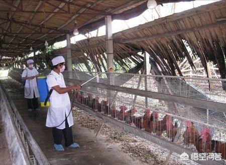 鸡舍环境消毒:鸡舍带鸡消毒用什么药 给鸡舍消毒容易出现哪些问题，怎样避免？