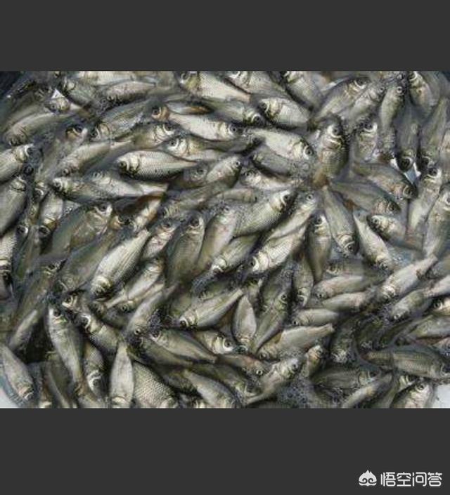 红鲫鱼生小鱼样子视频:一厘米的金鱼多久生小鱼？