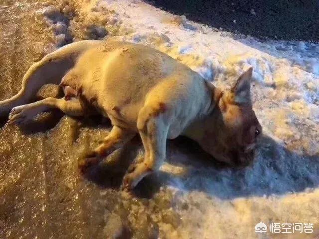 法牛犬:法牛犬图片 法牛犬听话吗，好不好养的？