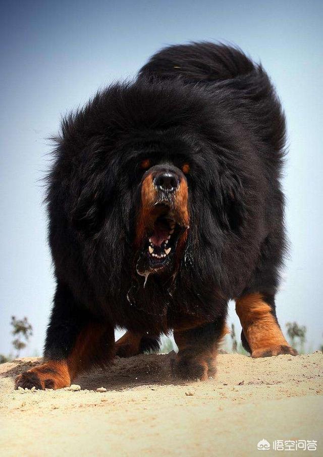 威海藏獒交易:为什么现在没有人炒藏獒了？