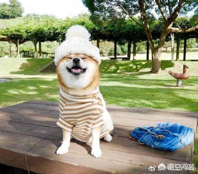 柴犬图片:为什么柴犬那么痛恨散步？