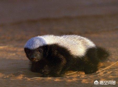 养一只蜜獾现实吗？
