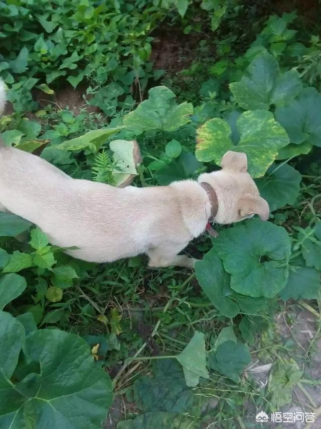 外国人喜欢中国土狗吗:中华田园犬为什么越来越少人养？
