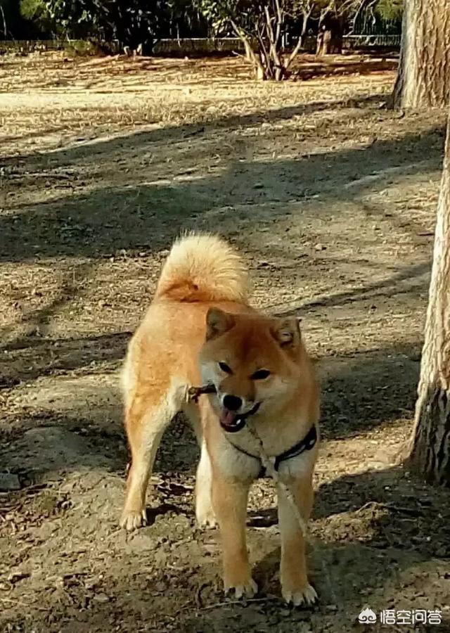 日本柴犬:你们的柴犬都是花了多少钱买的？ 日本柴犬多少钱一只