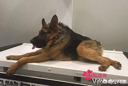 赛级弓背犬图片大全四个月:德牧的背是平的好还是弓的好？ 弓背犬6个月图片