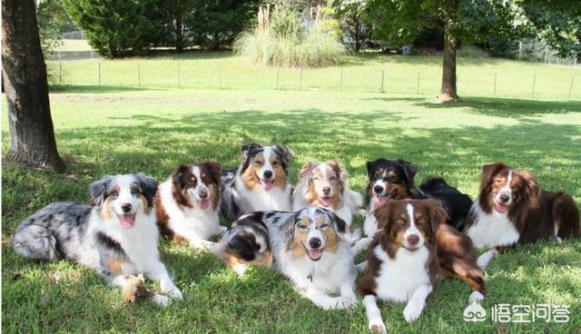 陨石边境牧羊犬智商:有人说边境牧羊犬的智商相当于八岁的孩子，如何科学培训它呢？ 陨石边境牧羊犬智商,忠诚度