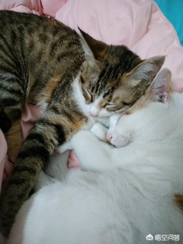 玩具存钱箱愤怒的猫咪:主人打猫的时候猫怎么想？
