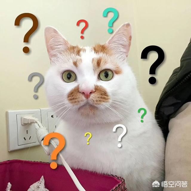 猫咪搞笑图:萌宠可爱搞笑的图片有哪些？ 猫咪搞笑图片