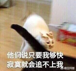 猫咪搞笑图:萌宠可爱搞笑的图片有哪些？ 猫咪搞笑图片