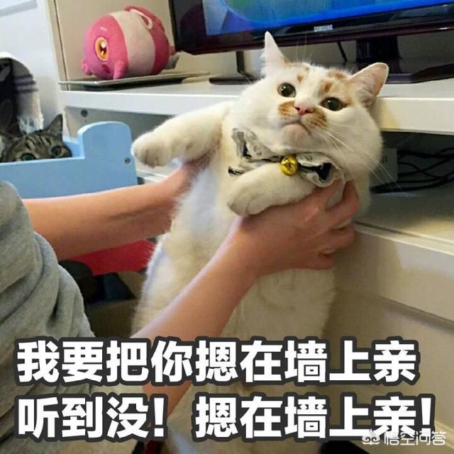 猫咪搞笑图:萌宠可爱搞笑的图片有哪些？ 猫咪搞笑图片