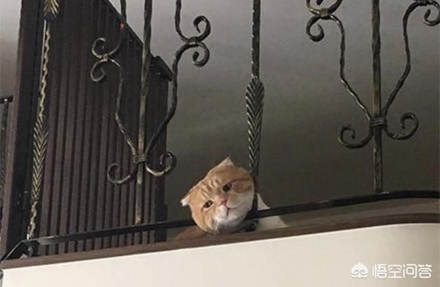 猫咪搞笑图:萌宠可爱搞笑的图片有哪些？ 猫咪搞笑图片