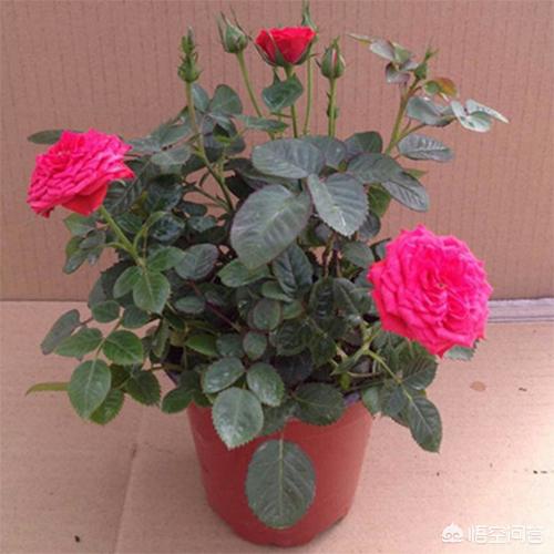 月季花栽培:月季花怎么栽培能活 月季花很常见，我们应该怎样养护，怎样繁殖呢？