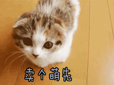地下吸猫到底是什么意思:“吸猫”的人都是一种什么心理呢？
