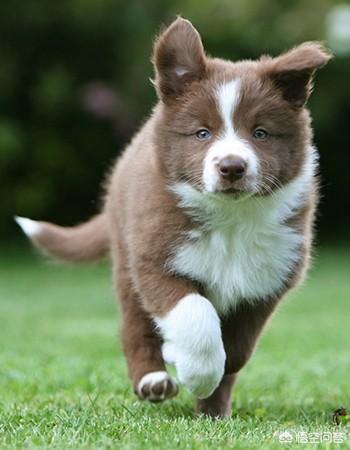 工作犬:为什么这么多人否定工作犬的贡献？ 工作犬种类