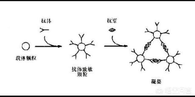 狂犬病毒在血液里繁殖:狂犬病疫苗产生的抗体在哪里？怎么消灭病毒？