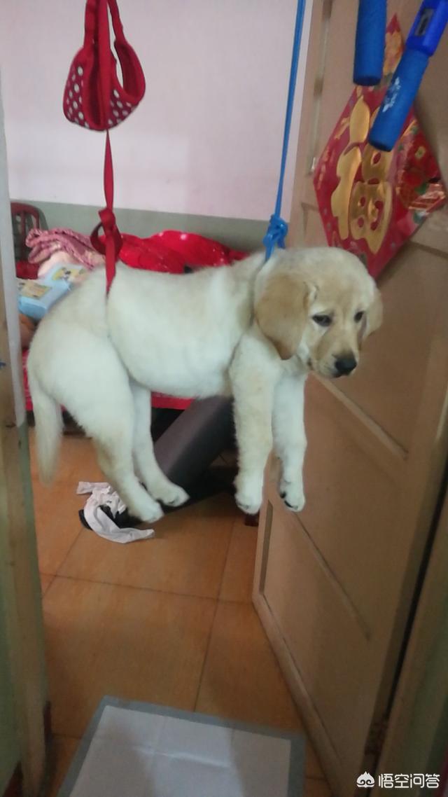 头条问答 狗狗乱叫 是什么原因 8个回答