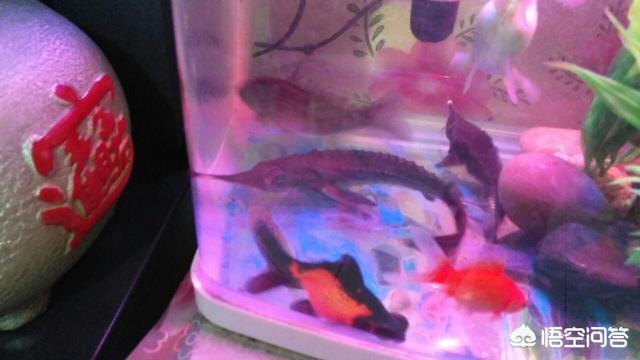 我爱观赏鱼 杂志:现在很多渔友都爱鱼缸里养鲟鱼，作为冷水清道夫，你怎么看？
