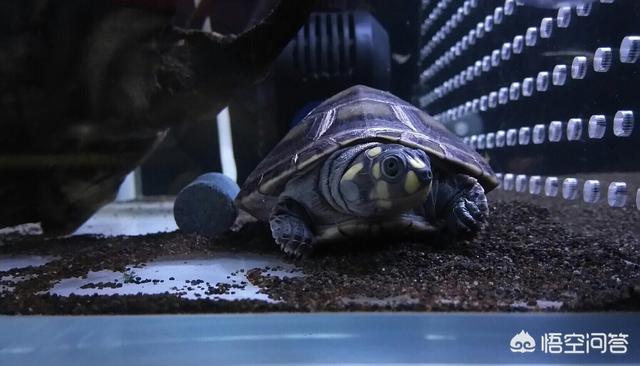 淡水观赏龟的种类:最佳观赏淡水猪鼻龟如何饲养？