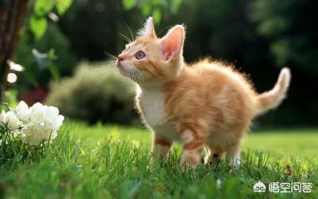关在家里的猫的猫瘟吗:家里只养一只猫会得猫瘟吗？
