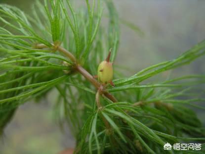 头条问答 荷花的根 茎 叶 花 果实各是什么样子的 喵喵植物控的回答 0赞