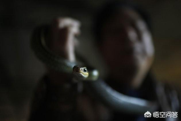 子思桥村还能养蛇吗，浙江一个百人村落为何盘踞着数百万条有剧毒的蛇