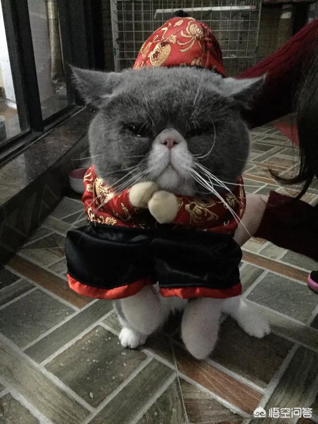 猫的品种及价格:曼基康猫多少钱一只与如何挑选？