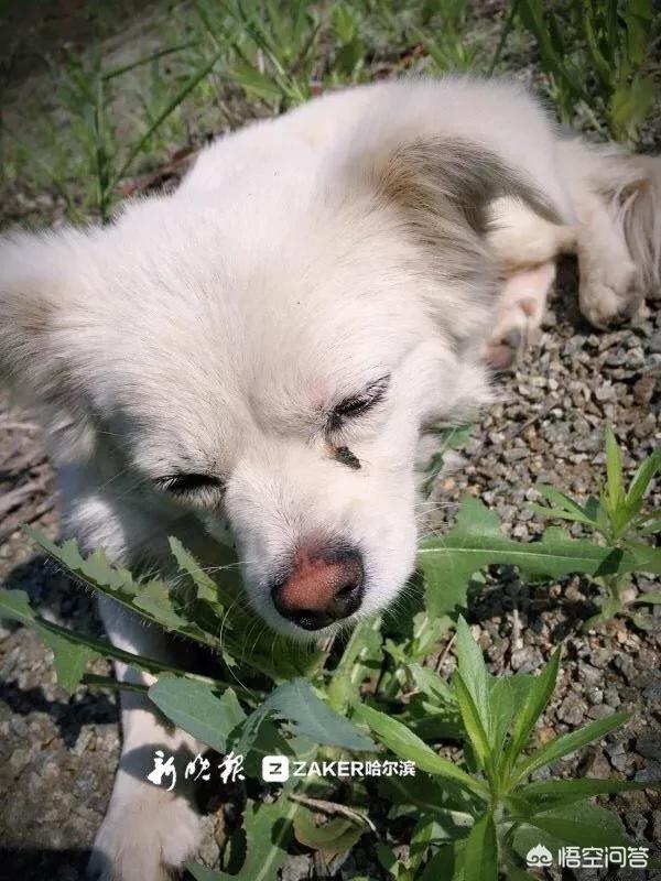 日本 救助犬:遇到可怜的流浪狗到底该不该收养？