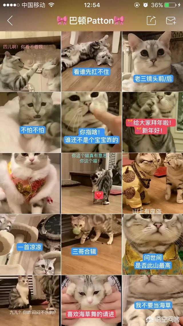 快手网红猫猫照片:快手网红猫猫身世 网上的网红猫咪，巴顿和九儿从哪能看到，是谁家的？