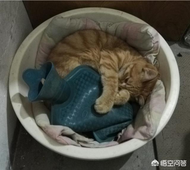 子猫絮语吧:你们家没做绝育的猫过的怎么样？