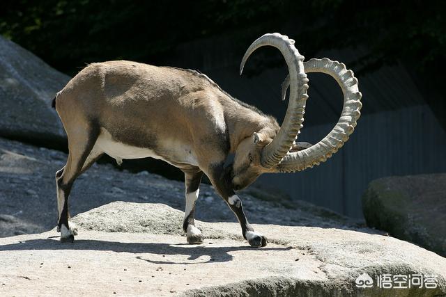 头条问答 食肉动物为什么都没有角 有角的都是食草动物 从生物进化的角度怎么理解 46个回答