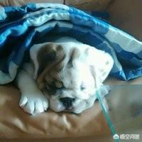 英国斗牛犬会看家吗:本人想养只斗牛，但不知道该选英斗，还是法斗内？