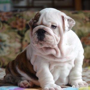 英国斗牛犬会看家吗:本人想养只斗牛，但不知道该选英斗，还是法斗内？