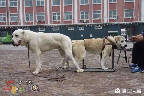 我做母狗的经历大全最新章节:同一窝的公母狗可以配吗？