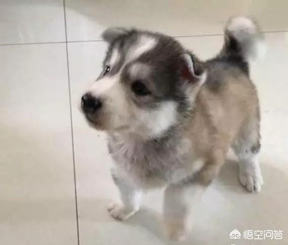 有能认出我家的萨摩耶和什么狗配的吗？
