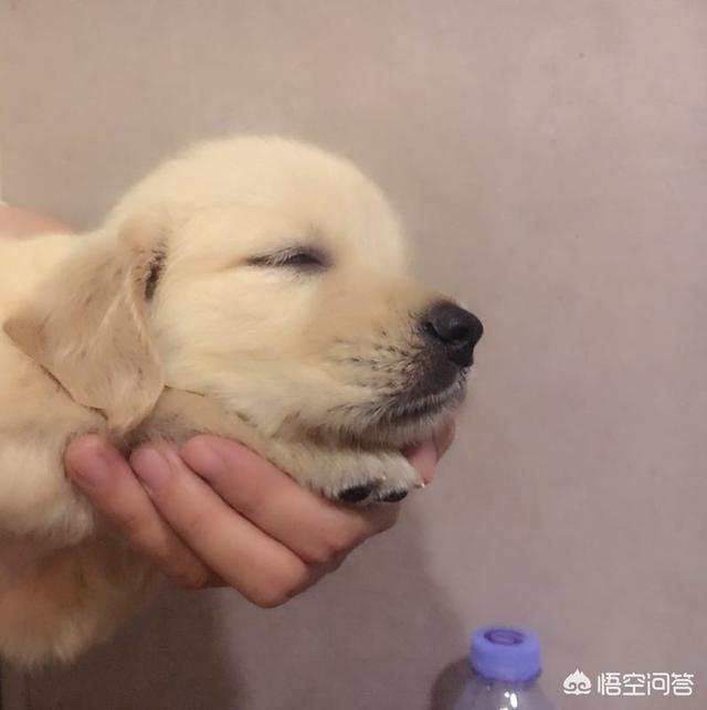 小金毛犬怎么养:金毛狗一天喂几顿好，健康饲养法？