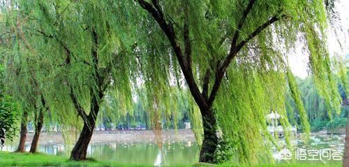 上联:红包送来吉祥雨,求下联？