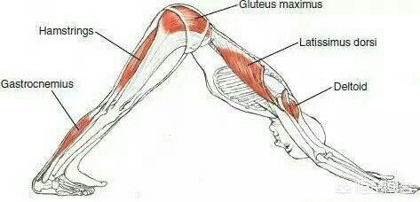 瑜伽狗:小腿粗壮该如何用瑜伽拉伸呢？